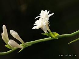 augmented_Polianthes tuberosa flower6_0_2895.jpeg